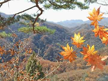 985和211哪个级别高（清华北大985和211哪个级别高）